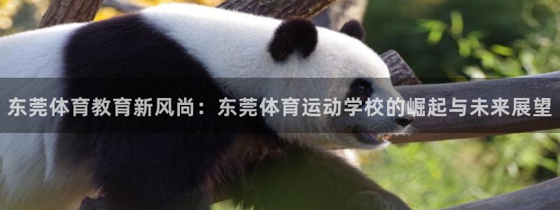 vsport体育在线官网：东莞体育教育新风尚：东莞体育运动学校的崛起与未来展望